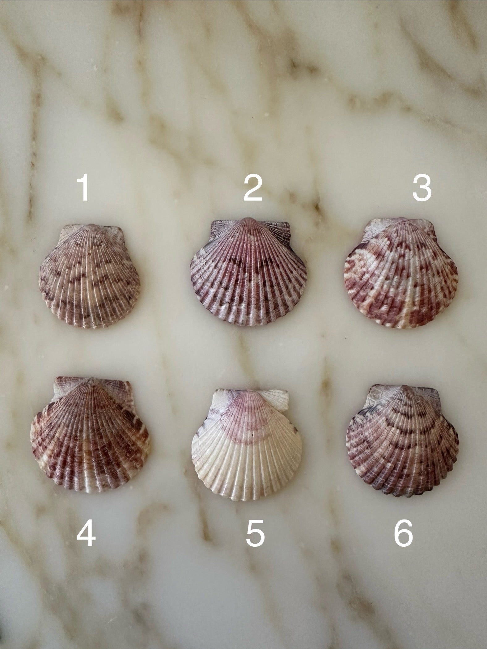 Shell selection for personalized Tahiti Shell pendant