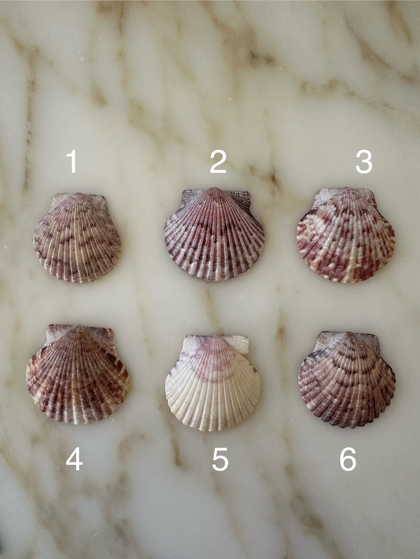 Shell selection for personalized Tahiti Shell pendant 